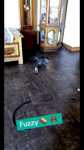 #fblifestyle #potato #kitten #rescuekitten #fuzzball | Trap Neuter Return - TNR - North Platte, Nebraska