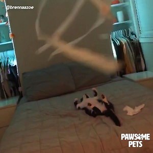 4.1M views · 1.2K reactions | How to entertain your cat for HOURS  | Pawsome Pets | Facebook