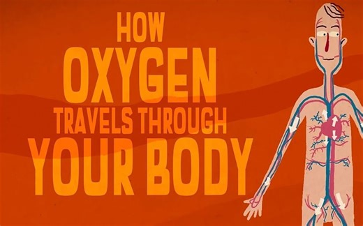 【TED科普】氧气通过人体的复杂过程（中英字幕）