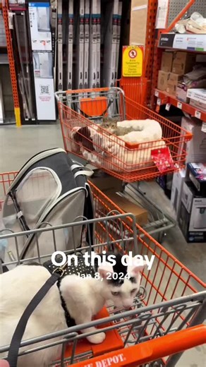 Introducing Leo to My Cat Will: A Feline Encounter