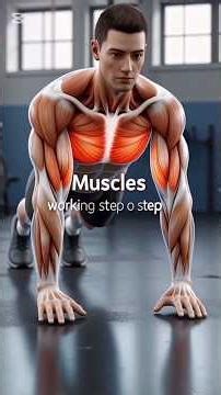 3D exercise animation, push-ups animation, squats 3D, lunges 3D, bicep curls animation,