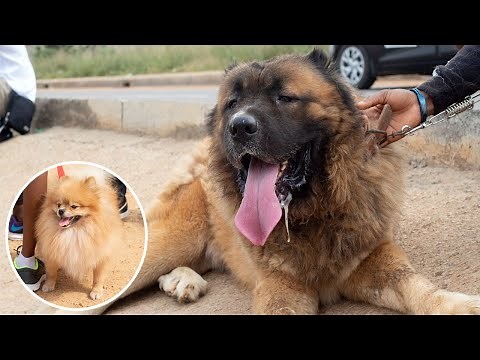 First Annual National Dog Walk in Ghana Part 2 | Different breeds of dogs hit the streets of Accra
