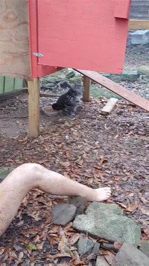 For a silkie keeper, I have a great set of legs. (Also, do you think disarticulated body parts might have something to do with why my birds aren't talking to me at the moment?) #SilkieTV | Hairy Farmpit Girls