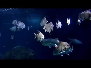 Atlantic Spadefish