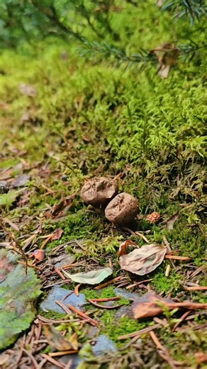 Purdy Wanderlust | This funky lil mushroom is called a puffball! When you tap it, it releases millions of spores into the air — basically nature’s version of... | Instagram