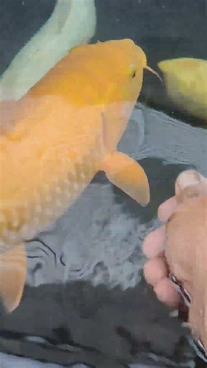 โปรตีน42%กิโลละ80กว่าบาท..กินมากน้ำไม่เคยเหลืองเน้นประหยัดแต่ดี #koi #ทุกคน #koifish #carpfishing