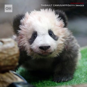 110K views · 1K reactions | French first lady Brigitte Macron, wife of President Emmanuel Macron, paid a visit to the first panda born in France -- it didn't seem too happy to see her | CNN International | Facebook