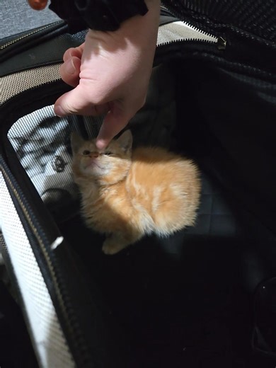 Could someone please assist me in obtaining contact information for cat shelters? I have found a kitten, and there is no mother cat in the vicinity. | Luna Camarena