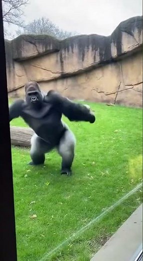 This Gorilla's Dance Moves Will SHOCK You! 🤯