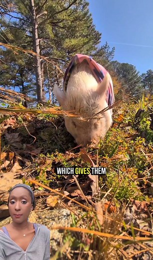The science behind a pig's vision🐷 Full video on page and find more videos like this on Pig Facts playlist 🐽 Piggy Science 🐽 | Vanlifepiggy