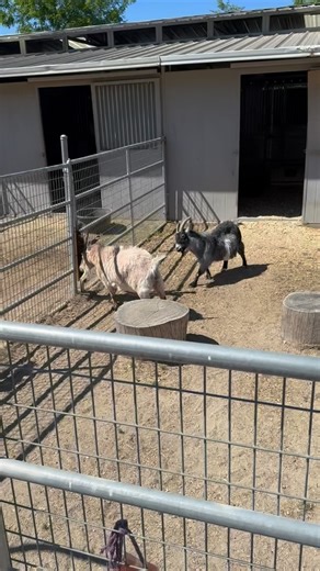 I made the mistake of only providing the goat boys with one scratching post. You can see the result. Now they will forevermore have two scratching posts. 🤣 #nigeriandwarfgoats #goatsareawesome #funnygoats #goatlove | Victoria Principal