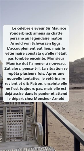 La chatte persane d'un éleveur s'est habituée aux visites chez le matou Arnold