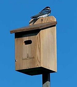 Exploring the Tree Swallow Nesting, Mating, Feeding Habits