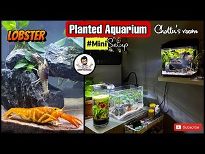 Mini planted Aquarium Tour | Lobster | Tank setup | Chottu's room