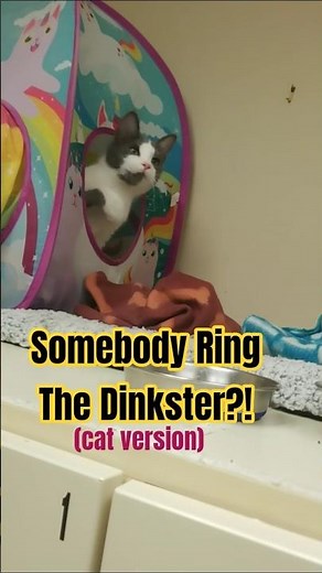 funny gray & white tabby cat #catshorts #kitten #cute #funnycatvideos #sheltercat #kittenshort #cats