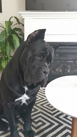 Cane Corso Howling - Reaction to Baby Crying