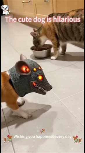 Funny dog fails to cheer you up instantly #CheerUp #DogCompilation #HappyVibes