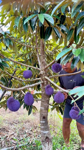 Durian Makjan #reels