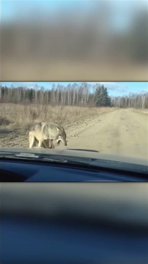 Wolf Attacks a Dog on the Road… People Scare It Off in Time