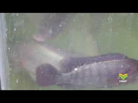 Faire de l'aquaculture intégrée une réalité en Afrique de l'Ouest