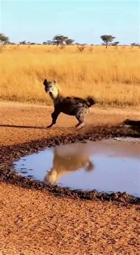 Springbok vs Hyena vs Crocodile: Deadly Chase