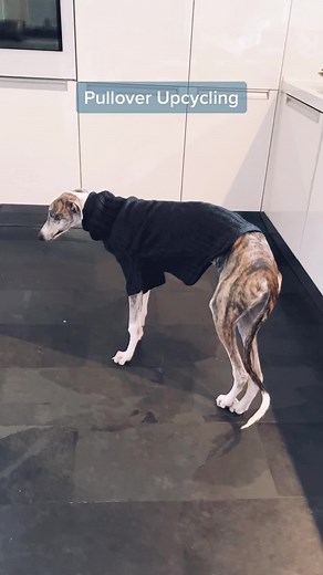 #galgo #pullover #stricken #upcycling #hundepullover #hund