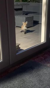 33K views · 1.9K reactions | I hope you enjoy your daily dose of Mr Lumpy & Friends I work 365 days a year to bring you all the news, pictures, information and videos  If anyone would like to support Mr Lumpy & Friends and our causes….. purchases and donations help in the online shop 說力❤️ https://www.mrlumpyandfriends.com/donate Www.mrlumpyandfriends.shop/shop  | Mr Lumpy & Friends. | Facebook