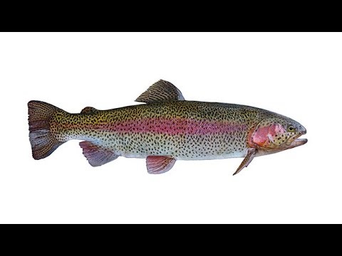2025-29 US TROUT AQUACULTURE PRODUCTION