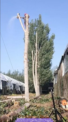 Fun Logging Craft: Creative Tree Cutting Process