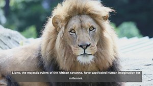 10 Surprising Facts About Lions: The Kings of the Savanna