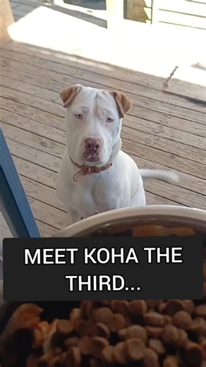 Exploring Native TikTok Creators and Their Impact