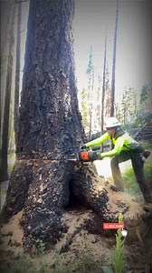 woman cutting the big tree #lumberjacks #chainsaw