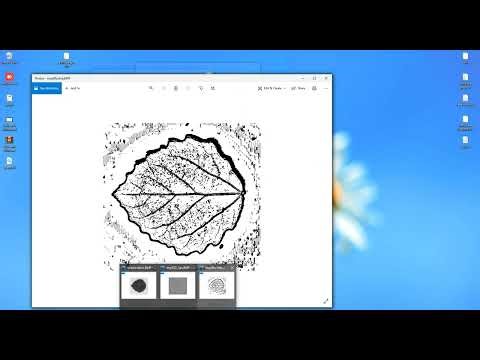 Leaf Vein Image Classification in Python Projects
