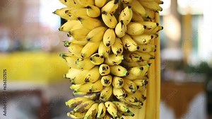 Close-up video of golden muli banana or Musa paradisiaca L, with blurred background.