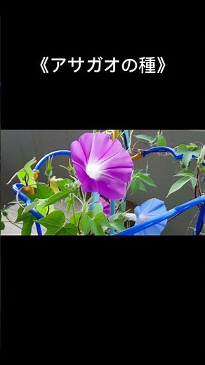 【アサガオの種】#朝顔 #ファルビチン #雑学#漢方#毒キノコ #薬草 # #植物好き#解説#NaturalRemedy #ショート動画