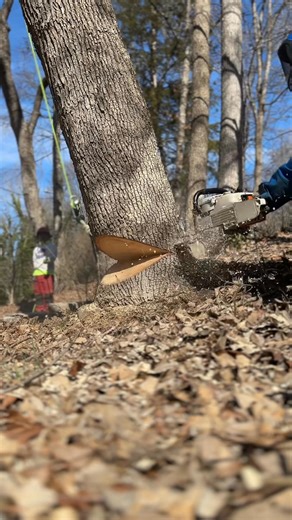 1.7M views · 5.2K reactions | Open face cut for a little control but hinge didnt hold 藍 #arborist #fyp #chainsawman #treeremoval #logger #500i #worklife #tre-003 | Daily Tree | Facebook