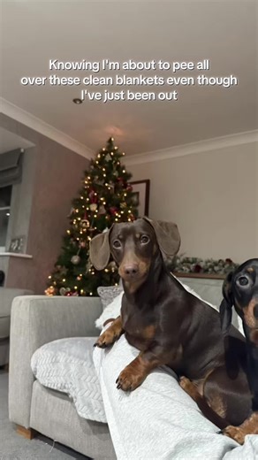 Funny Dachshund Moments That Will Make You Laugh