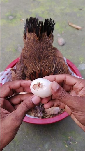 Real Life Chicken Hatching Eggs Mother Hen Caring & Hatching Baby Chicks ❤️