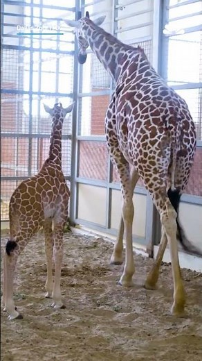 Dallas Zoo celebrates arrival of a health male giraffe | NBC DFW