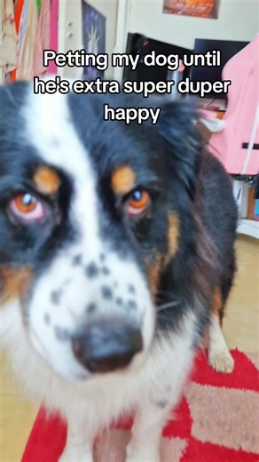 Happy Aussie Shepherd Dog Training Tips