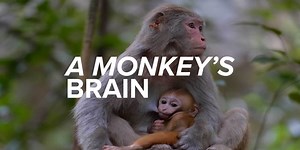 11K views · 633 reactions | Scientists are studying monkeys to better understand human diseases. In a first, researchers in China have innovated new techniques that allow them to capture a monkey's brain in full dimension. Given the close genetic similarities between primates and humans, researchers are using scanners to understand neurodegenerative diseases like Parkinson's. | The China Current | Facebook