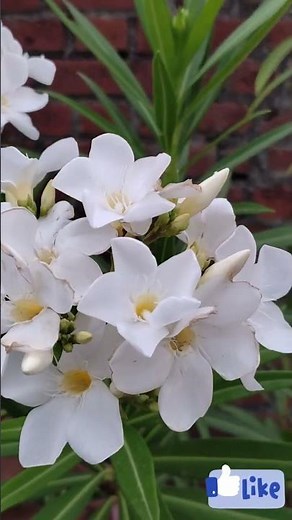 सफेद कनेर के फूल/white oleander/white kaner/white kaner flower/oleander ka fool/#kaner #whitekaner
