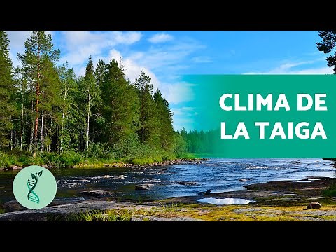 ¿QUÉ es la TAIGA? ❄️ (Qué es, Flora y Fauna, Paisaje y Clima)