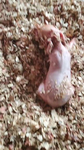 TITRE – ALIMENTATION DES PORCELETS Une bonne nutrition est essentielle pour que les porcelets puissent s'épanouir et devenir des porcs adultes en bonne santé. Dès les premiers jours de la vie jusqu’au sevrage, savoir comment et quoi nourrir vos porcelets peut faire une grande différence dans leur survie, leur croissance et leur santé globale. Voici un aperçu de ce que vous devez savoir : 1. Colostrum : (le premier et le plus important repas) Le colostrum est le lait riche en nutriments produit p