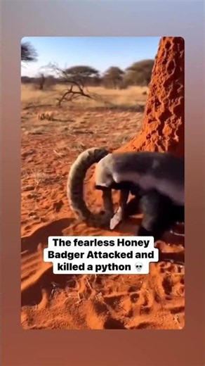 Fearless Honey Badger Vs Python