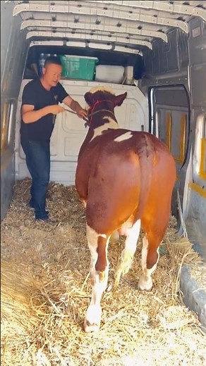 Loading Livestock: Farmer Guides Cow into Transport Truck 👀