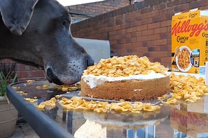 Great Dane, 12, eats cornflakes for breakfast