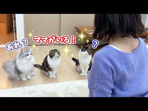 A prank was played on the cats where their mom was in the room when she thought she'd gone out, b...