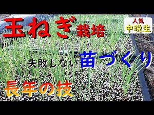 だれでもわかる人気の中晩生玉ねぎの栽培管理（種まき時期と育苗管理）