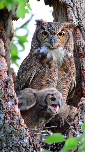 Owls hunt other owls. Great Horned Owls are the top predator of the smaller Barred Owl. | Go Wise Owl